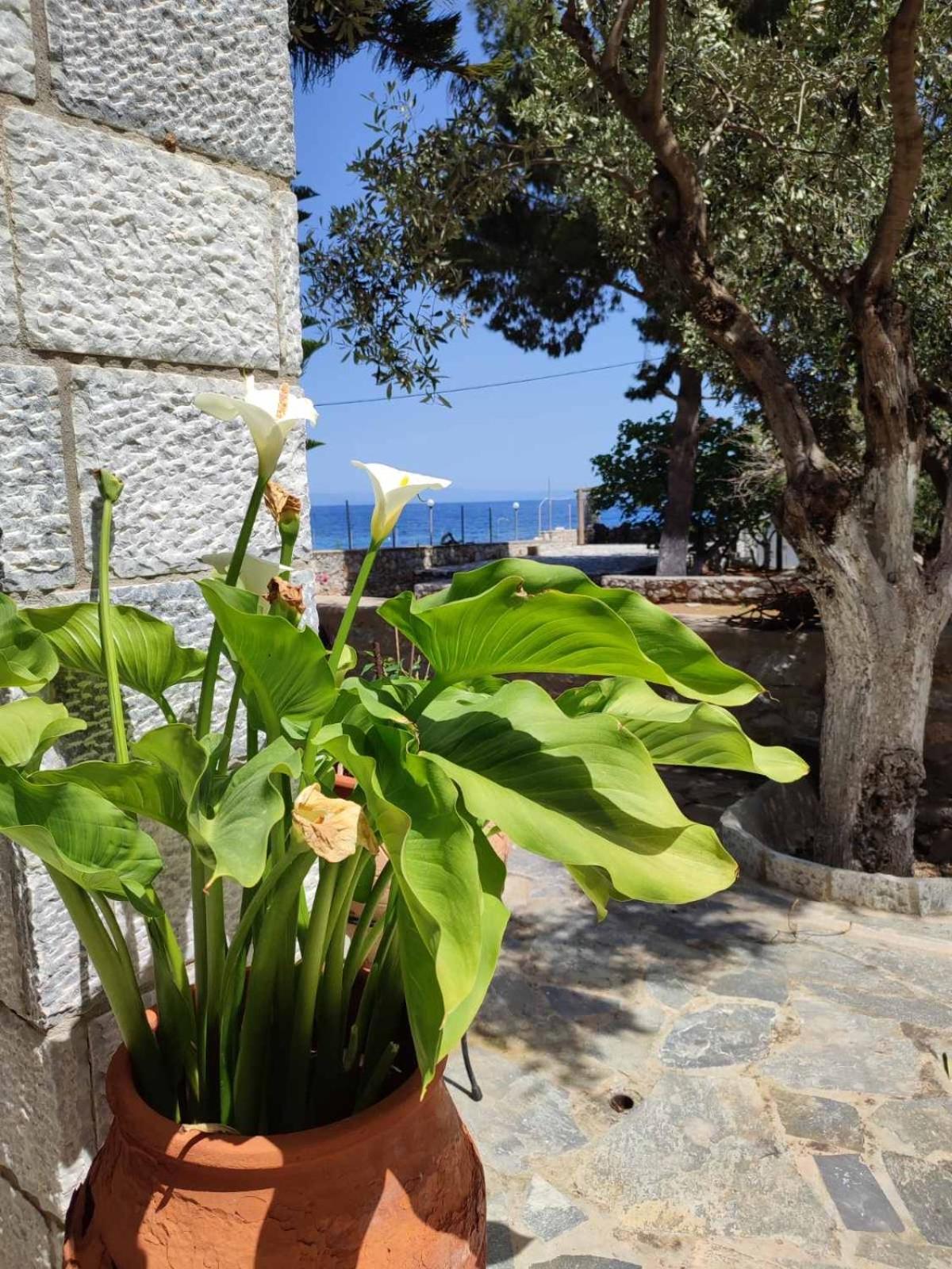 Ktima Zaxarias Otel Kokkala Dış mekan fotoğraf