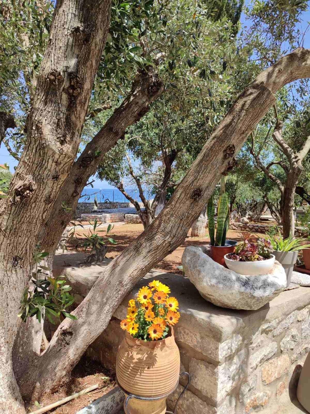 Ktima Zaxarias Otel Kokkala Dış mekan fotoğraf